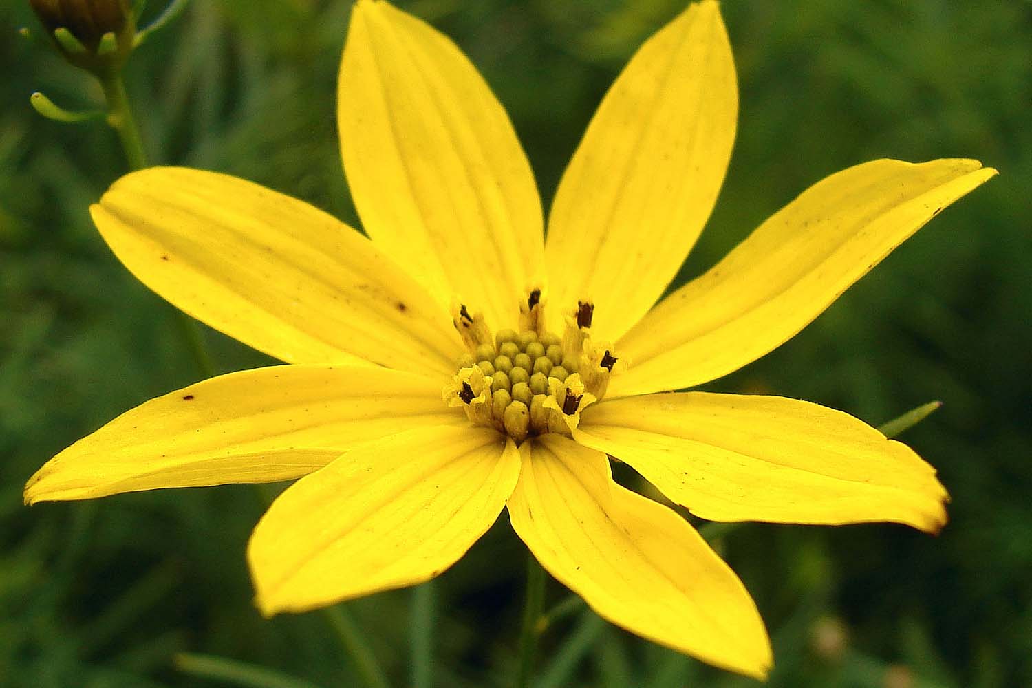 Coreopsis verticillata - Tickseed Long Island Native Plantings SuffolkHydroseeding.com 